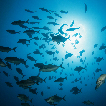 Gigantes del Atlántico. Las Azores