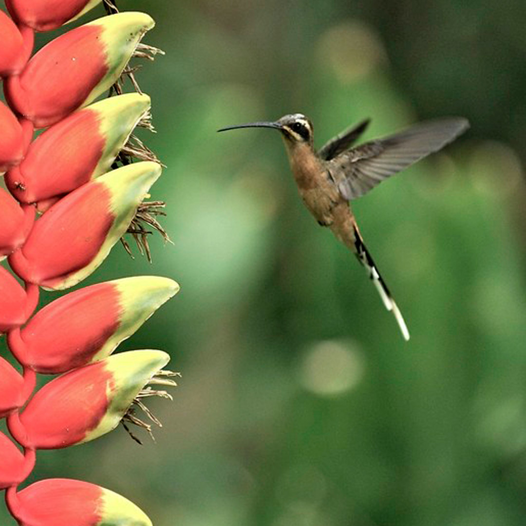 Colibríes. Preciosos mensajeros