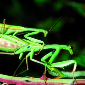 Un mundo de insectos