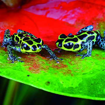 Micromundos de la naturaleza