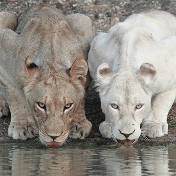 Leones blancos. Nacidos salvajes